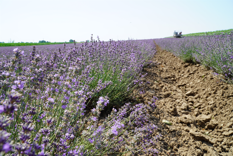 Farm Spotlight: Bulgarian Essential Oils