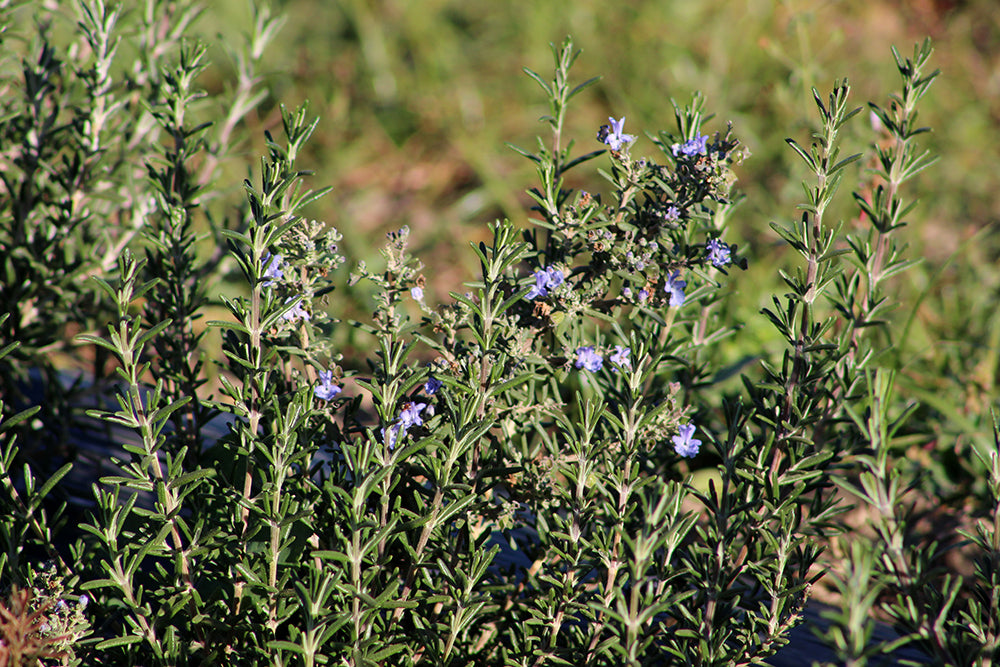 Rosemary Essential Oil from Qobo Qobo Farm