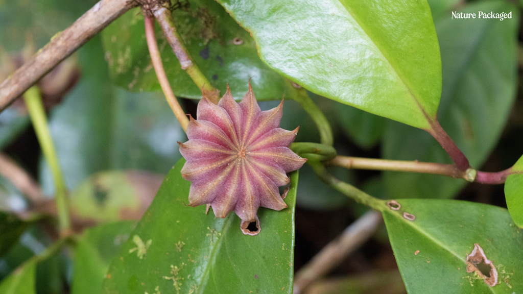 Anise Star Essential Oil from Malagassi Essential Oils