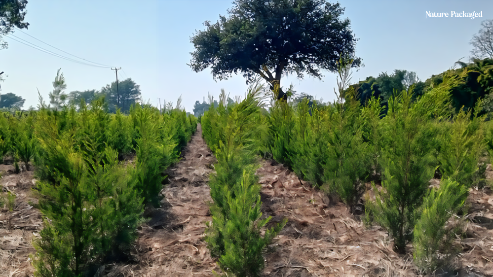 Tea Tree Essential Oil from Arulussa Farm