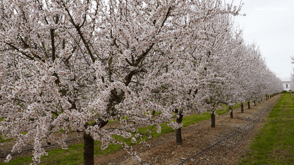 Almond Oil from EIR Oils