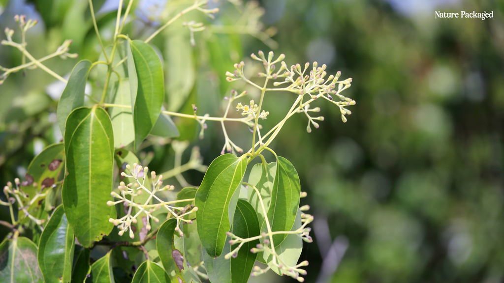 Cassia Essential Oil from Malagassi Essential Oils