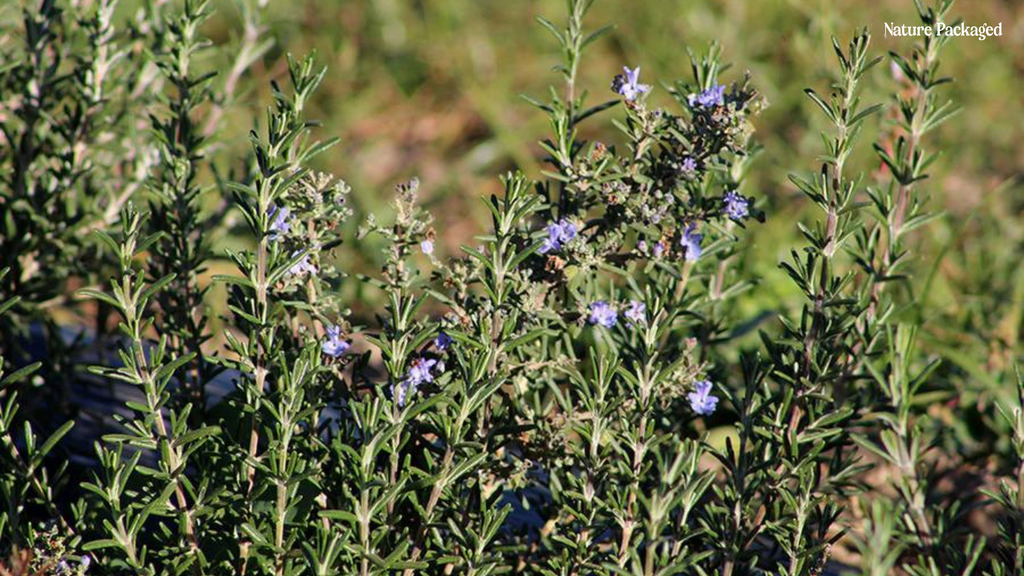 Rosemary Essential Oil from Qobo Qobo Farm