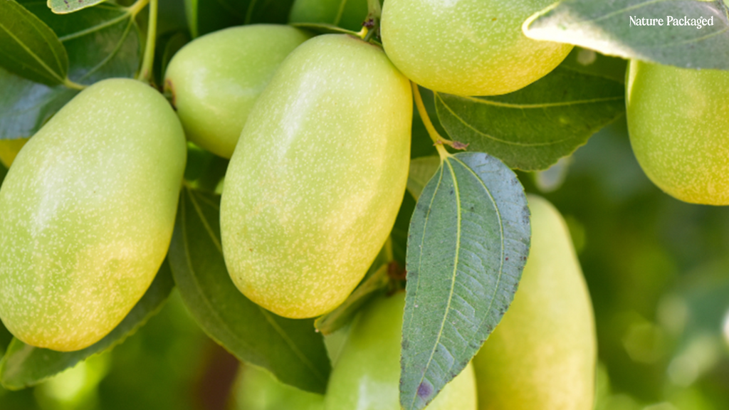 Jojoba Oil from EIR Oils