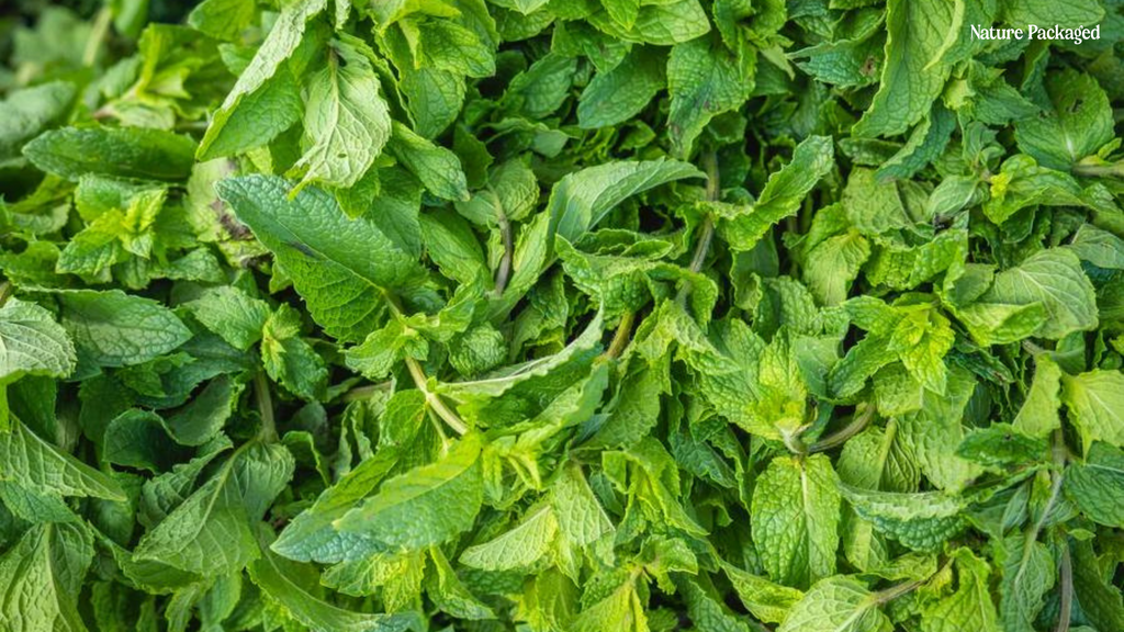 Spearmint Essential Oil from Essential Oils India