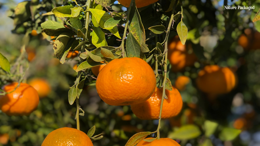 Orange Essential Oil from Citrusmade in Sicily