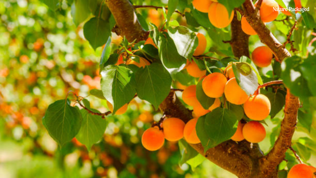 Apricot Oil from EIR Oils