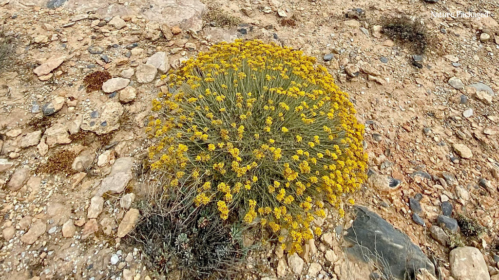 Organic Helichrysum Essential Oil from Malagassi Essential Oil