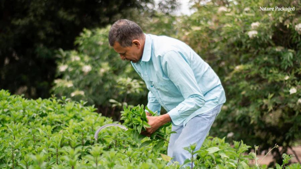 Peppermint Essential Oil from Essential Oils India