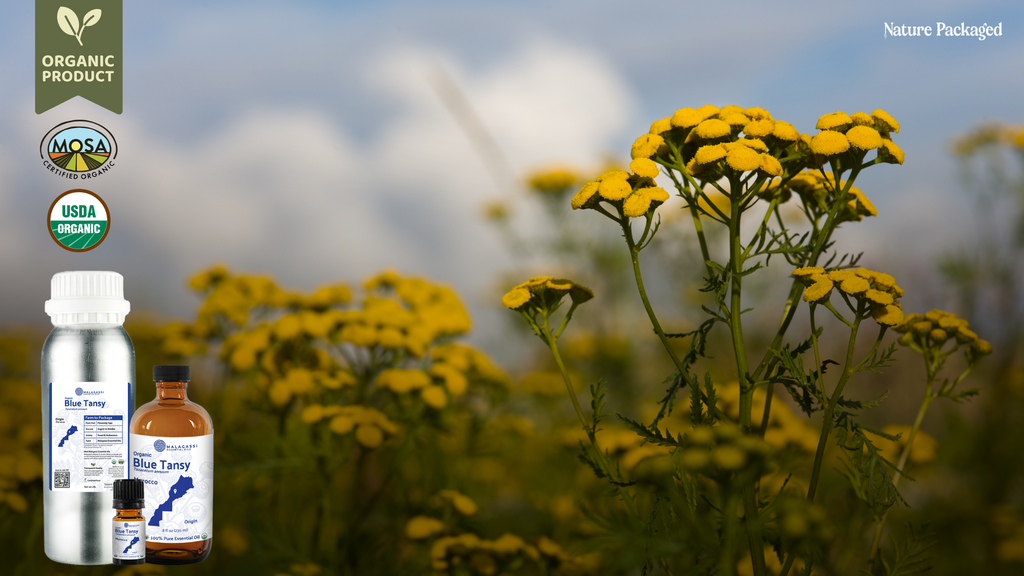 Organic Blue Tansy Essential Oil from Morocco