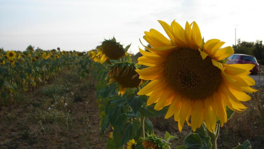 Sunflower Oil from EIR Oils