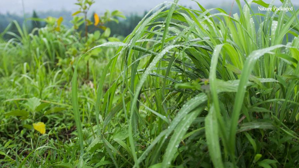 Citronella Essential Oil from Nature Packaged!