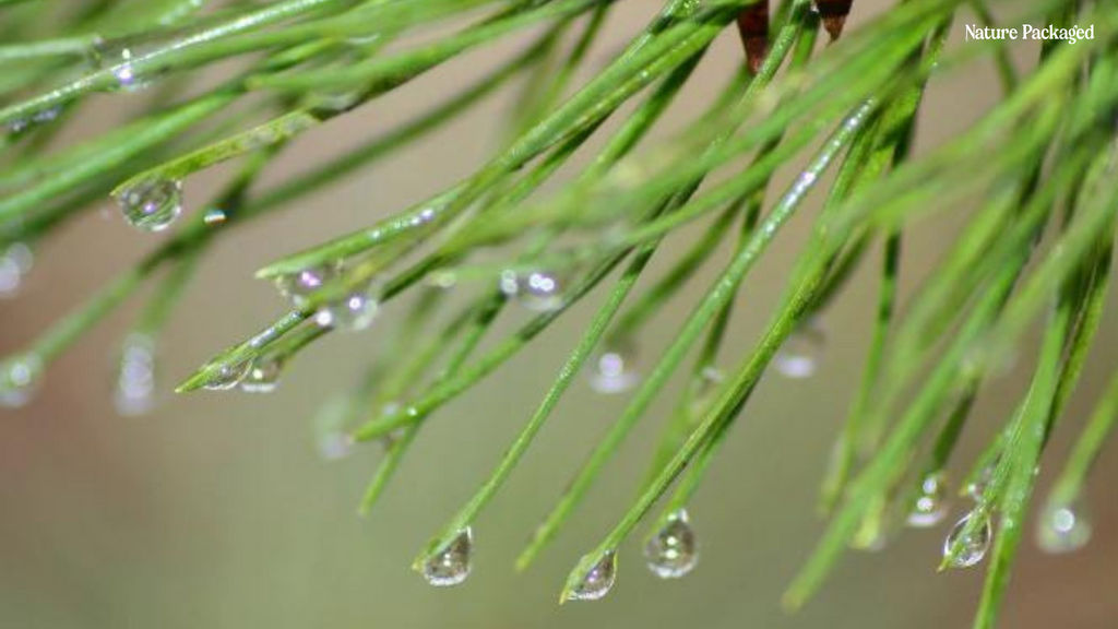 Balsam Fir Essential Oil from Our Partner in Canada