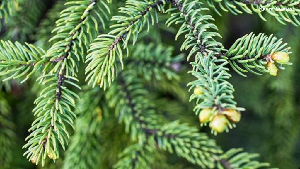 Black Spruce Essential Oil from our Farm Partner in Canada