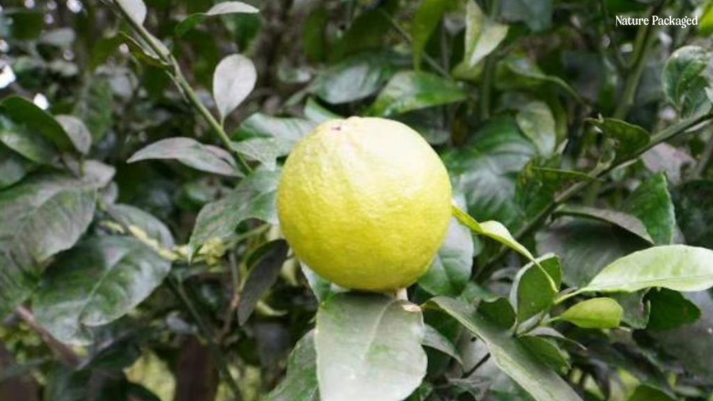 Bergamot Essential Oil from Citrusmade