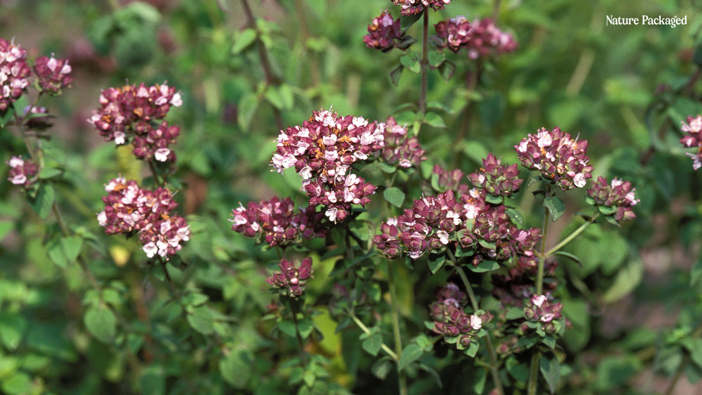 Discover the Magic of Marjoram from Essential Oils of Egypt