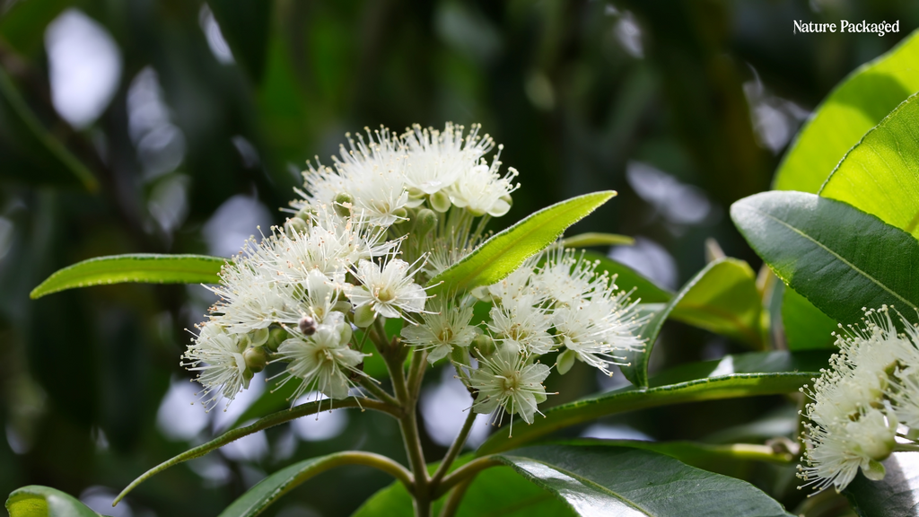 Lemon Myrtle Essential Oil from Australian Oils of Nature