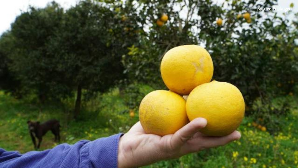 Pink Grapefruit Essential Oil from Citrusmade