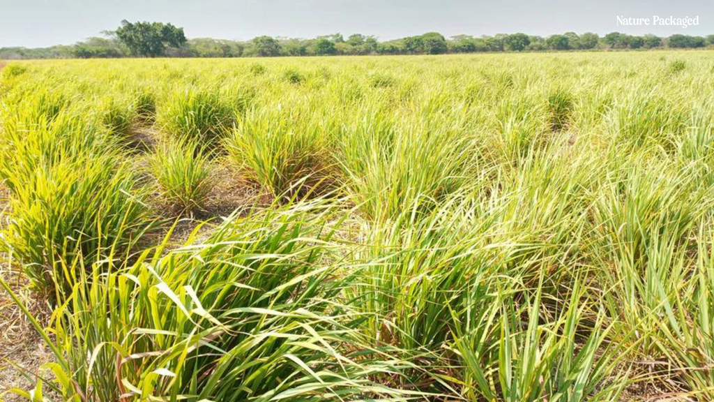 Lemongrass Essential Oil from Arulussa Farm