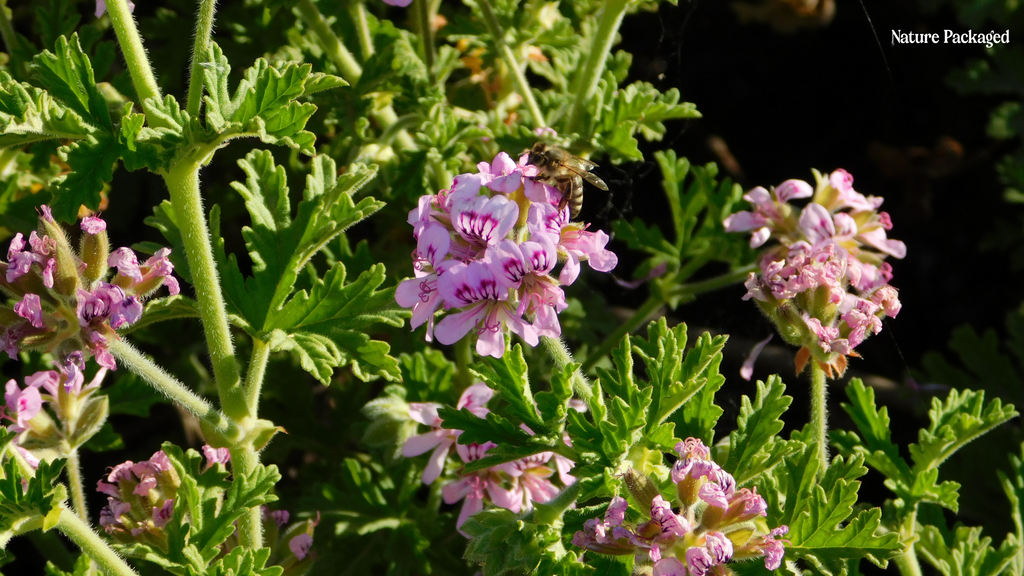 Geranium Essential Oil from Essential Oils of Egypt