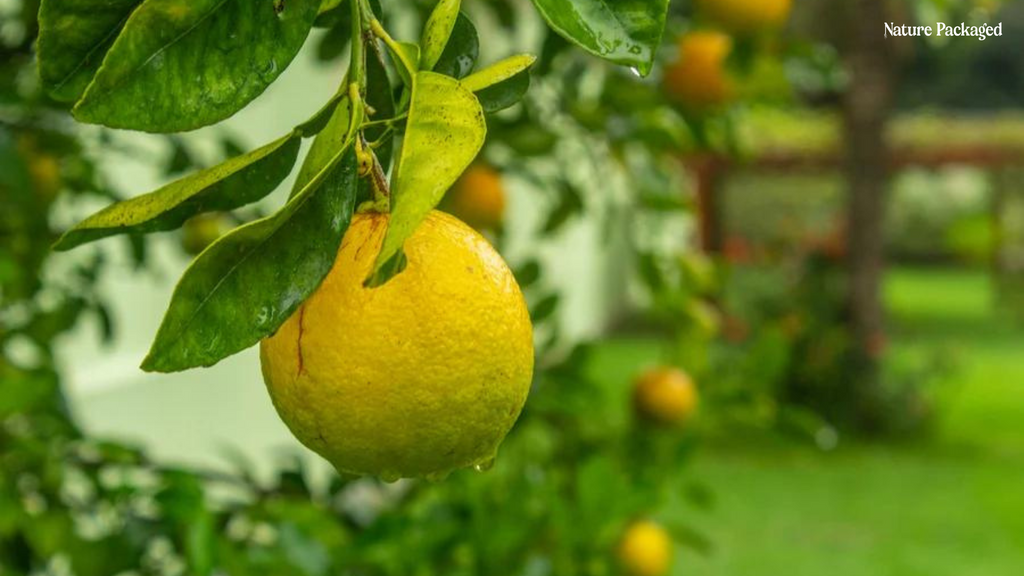 Lemon Essential Oil from Nature Packaged