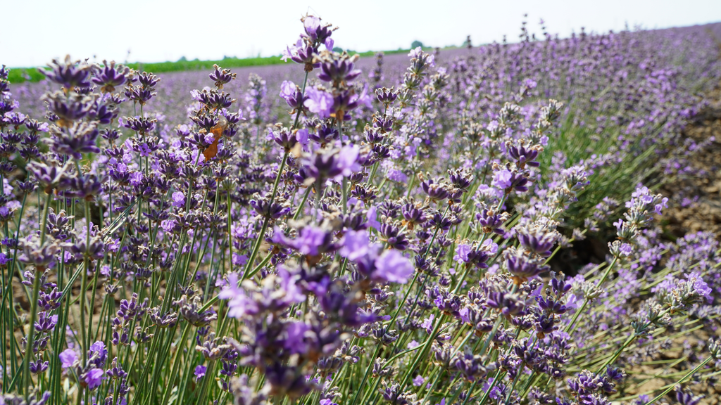 Lavender Hydrosol: A Soothing Essential for Every Maker