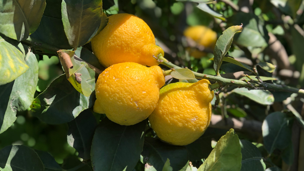 Lemon Essential Oil: Bright, Fresh, and True to Nature