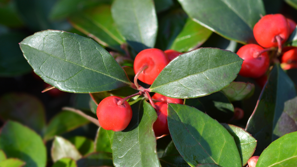Wintergreen 