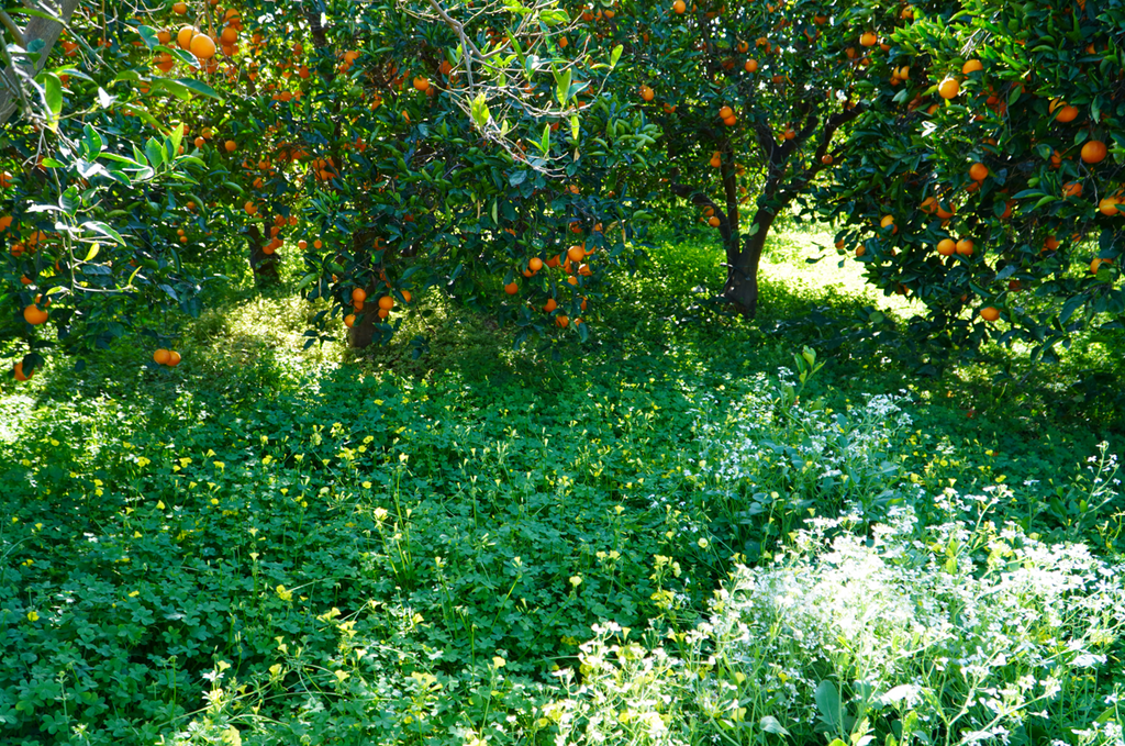 Farm Spotlight: Citrusmade in Sicily!
