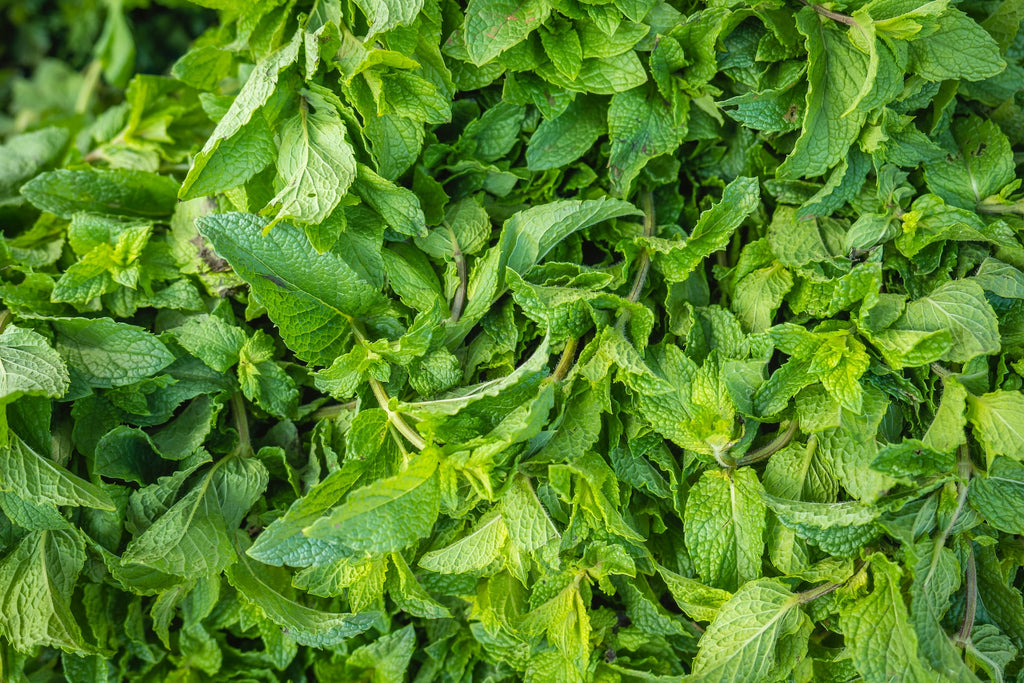 Spearmint Essential Oil from Essential Oils India