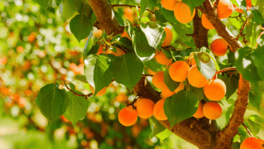 Apricot Oil from EIR Oils - Nature Packaged