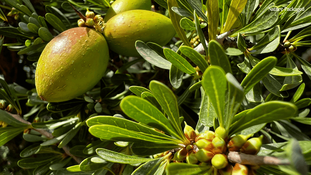 Argan Oil from EIR Oils - Nature Packaged