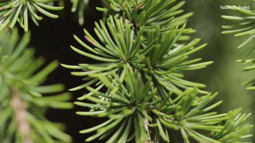 Atlas Cedarwood Essential Oil from Malagassi Farm - Nature Packaged