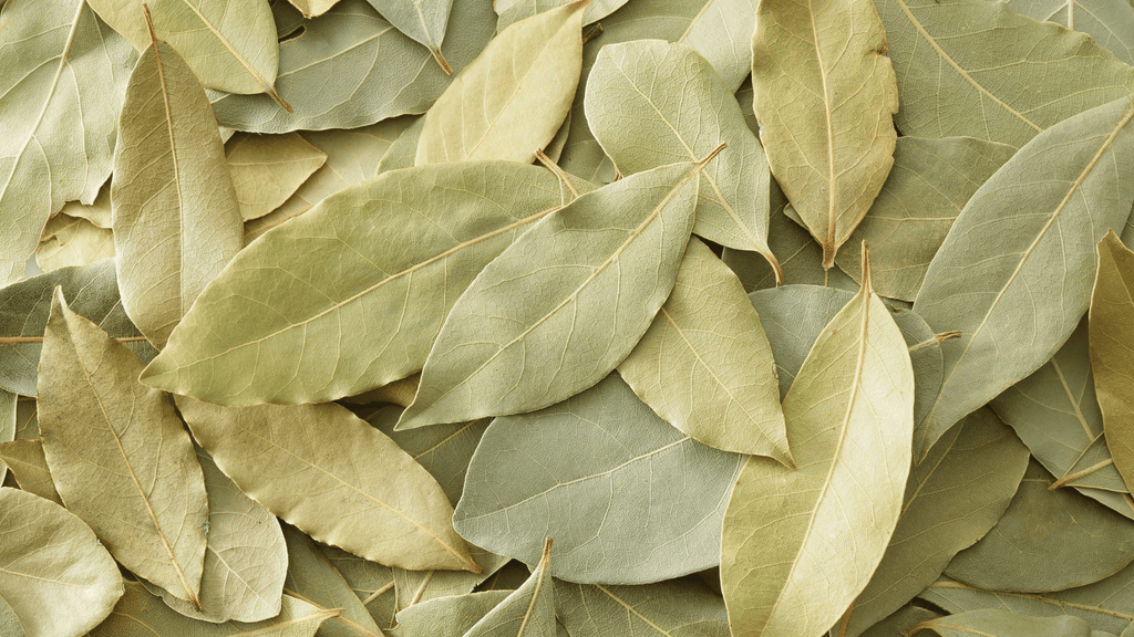 Bay Essential Oil: Warm, Spicy, and Full of Character - Nature Packaged