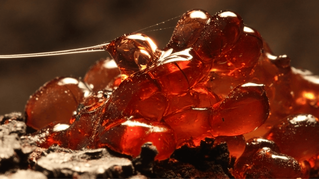 Benzoin Essential Oil from Malagassi Essential Oils - Nature Packaged