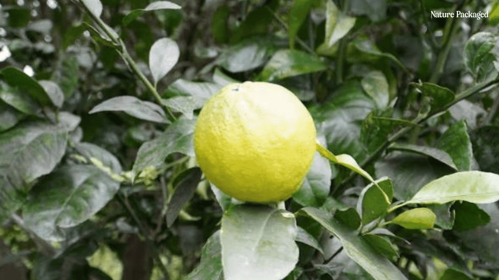 Bergamot Essential Oil from Citrusmade - Nature Packaged