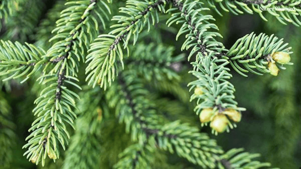 Black Spruce Essential Oil from our Farm Partner in Canada - Nature Packaged