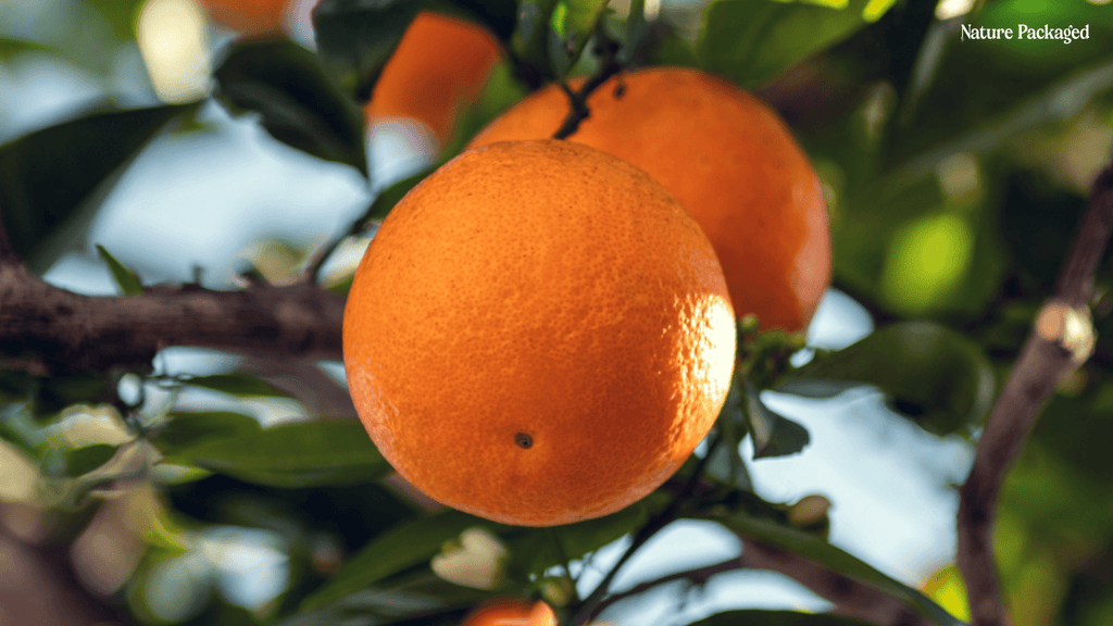 Blood Orange Essential Oil from Citrusmade - Nature Packaged