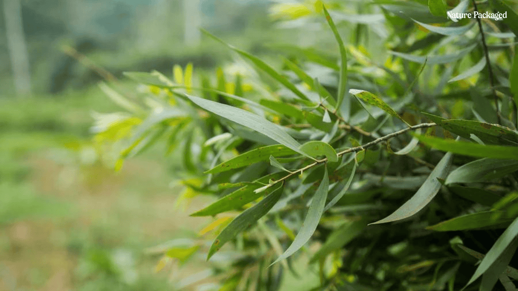 Cajeput Essential Oil from Indonesia Essential Oils - Nature Packaged