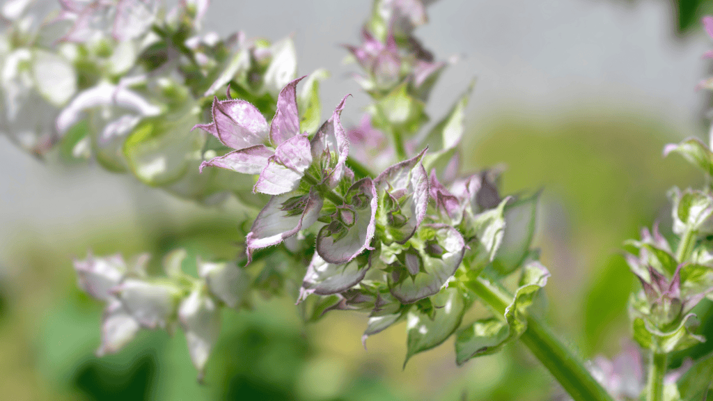 Clary Sage Essential Oil: Soft, Herbaceous, and Comfortingly Balanced - Nature Packaged