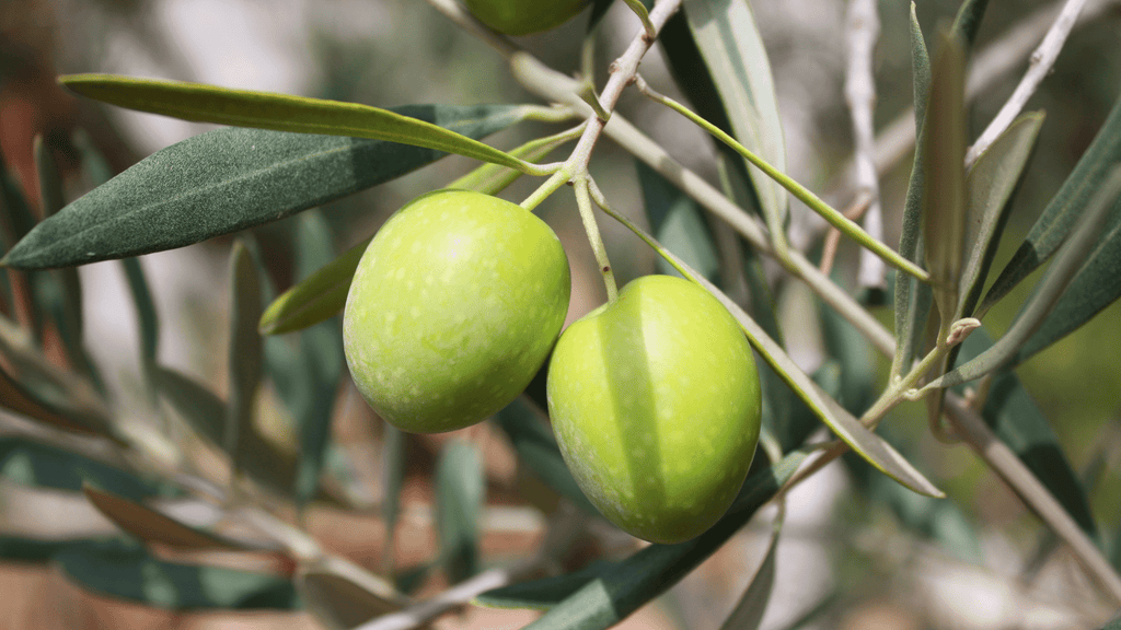 Cold-Pressed Olive Oil from Spain - Nature Packaged