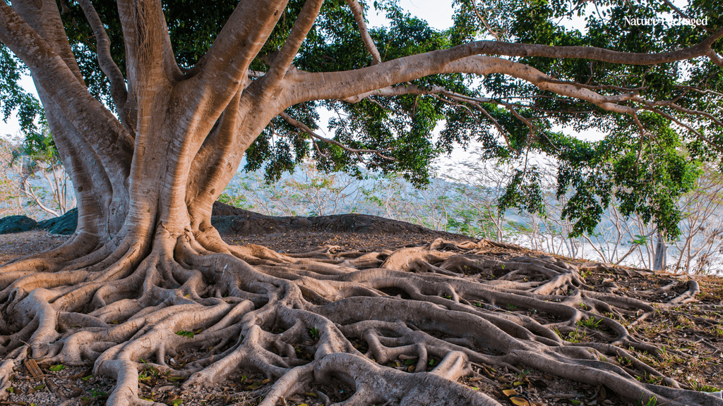 Copaiba Essential Oil from Brazilian Essential Oils - Nature Packaged