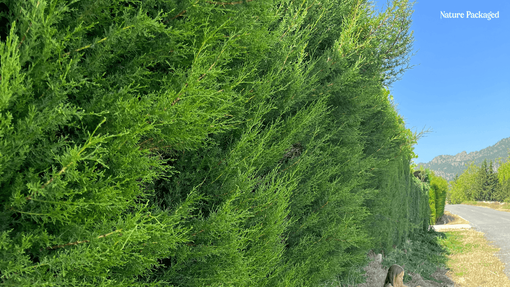 Cypress Essential Oil from Essential Oils SL - Nature Packaged