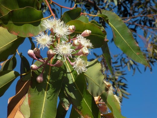 Eucalyptus Essential Oil from China - Nature Packaged