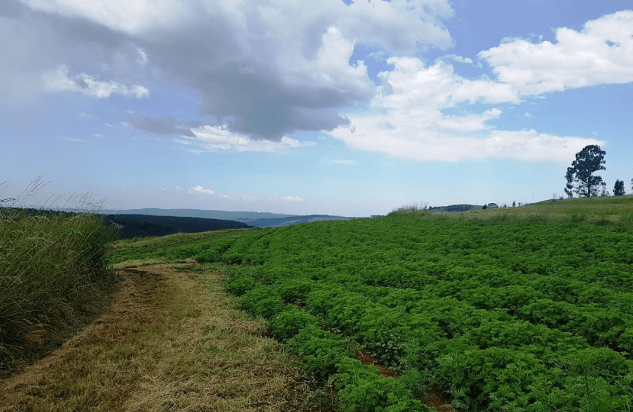 Farm Spotlight: KwaZulu Botanicals in South Africa - Nature Packaged