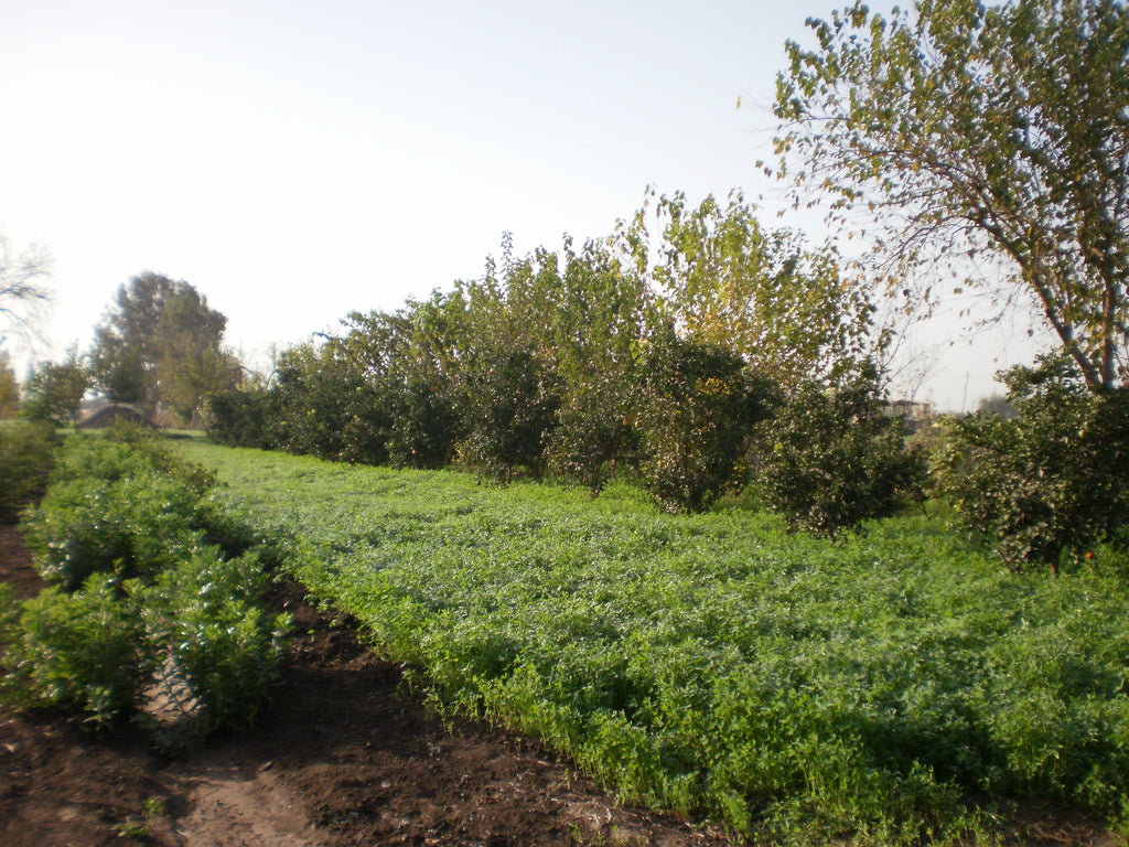 Farm Spotlight: LISHA Essential Oils - Nature Packaged