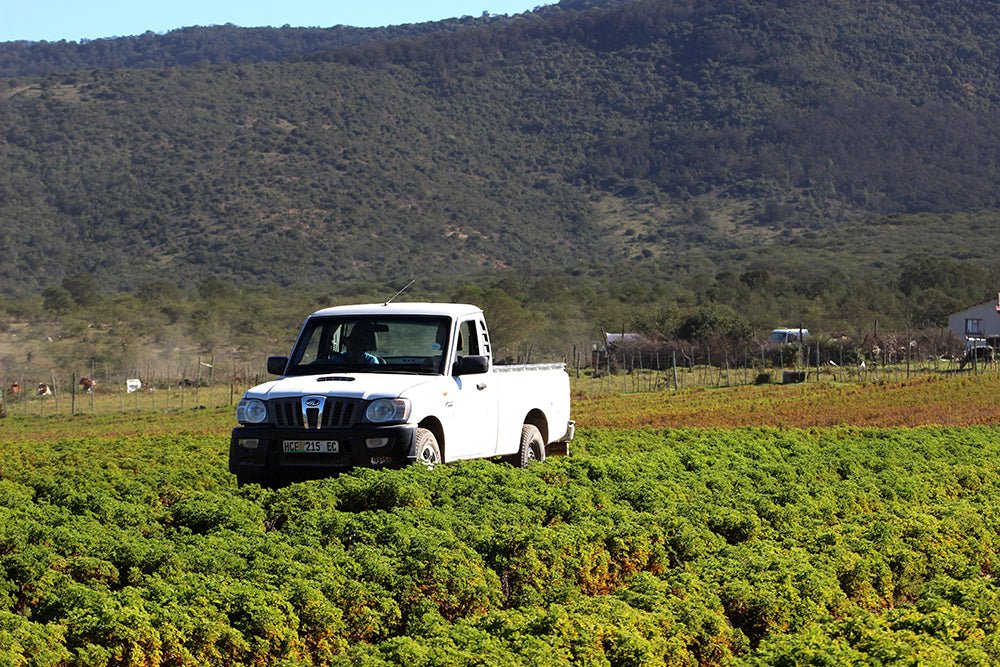 Farm Spotlight: Qobo Qobo - Nature Packaged