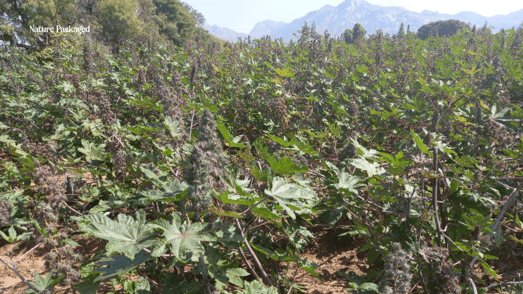 Farm Spotlight: Reroot Organic in USA - Nature Packaged