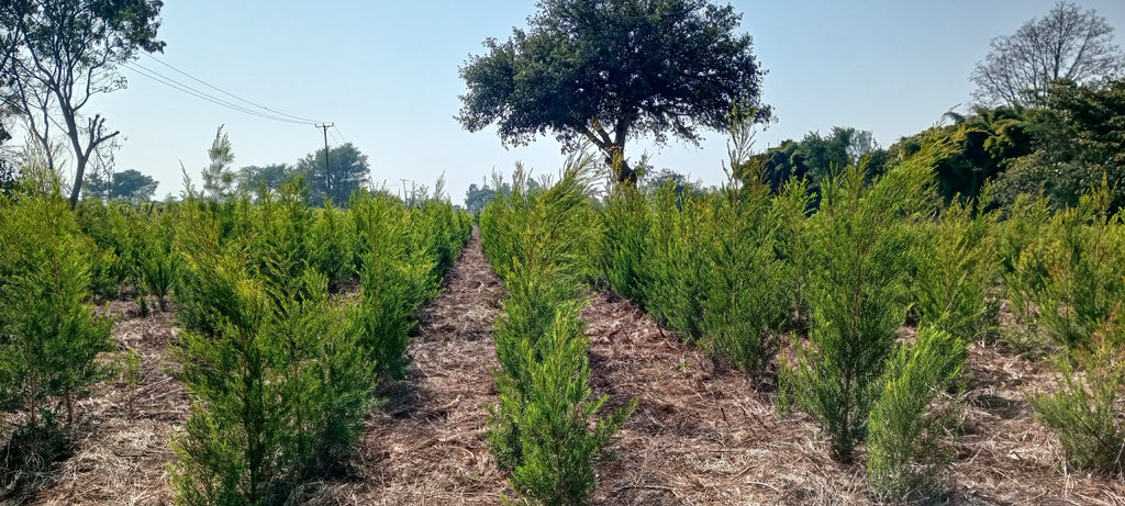 Farmer Spotlight: Arulussa Farm - Nature Packaged