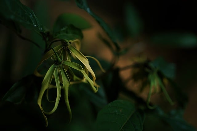 Ylang Ylang Essential Oil from Malagassi Essential Oils